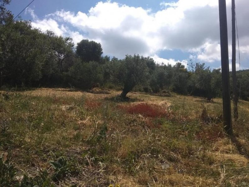 Kolymvari Im Herzen der kretischen Natur – In den Olivenbäumen Grundstück kaufen